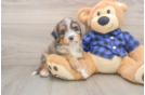 Best Mini Bernedoodle Baby