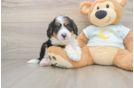 Mini Bernedoodle Pup Being Cute