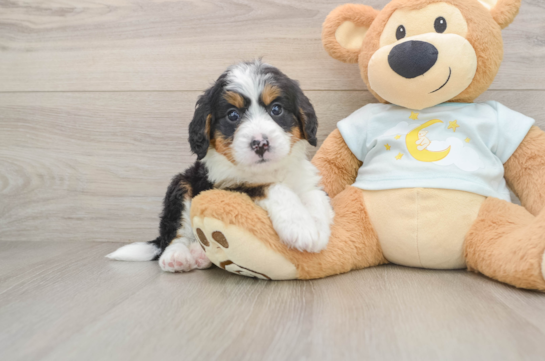 Mini Bernedoodle Pup Being Cute
