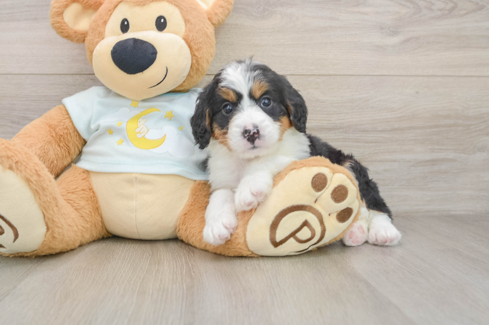 Funny Mini Bernedoodle Poodle Mix Pup