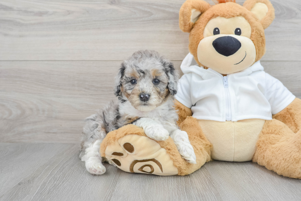 Small Mini Bernedoodle Baby