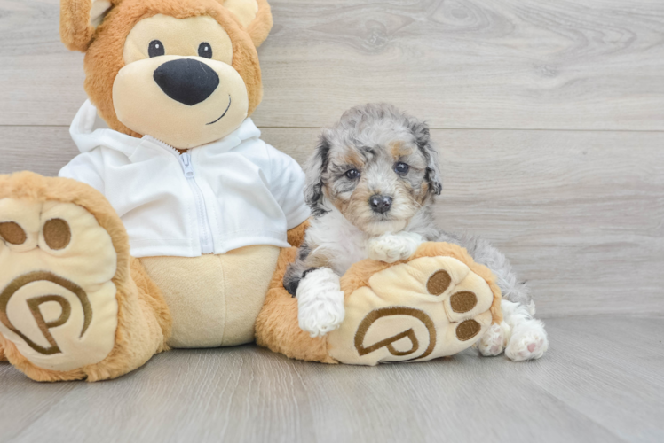 Mini Bernedoodle Puppy for Adoption