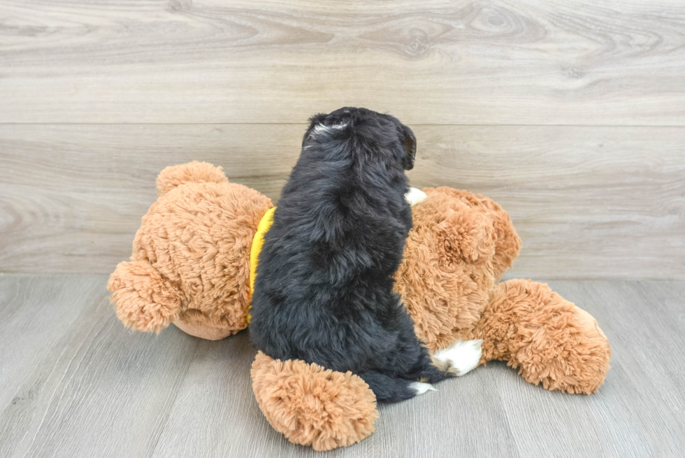 Friendly Mini Bernedoodle Baby