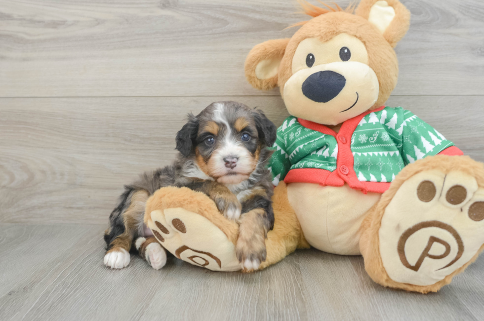 4 week old Mini Bernedoodle Puppy For Sale - Florida Fur Babies