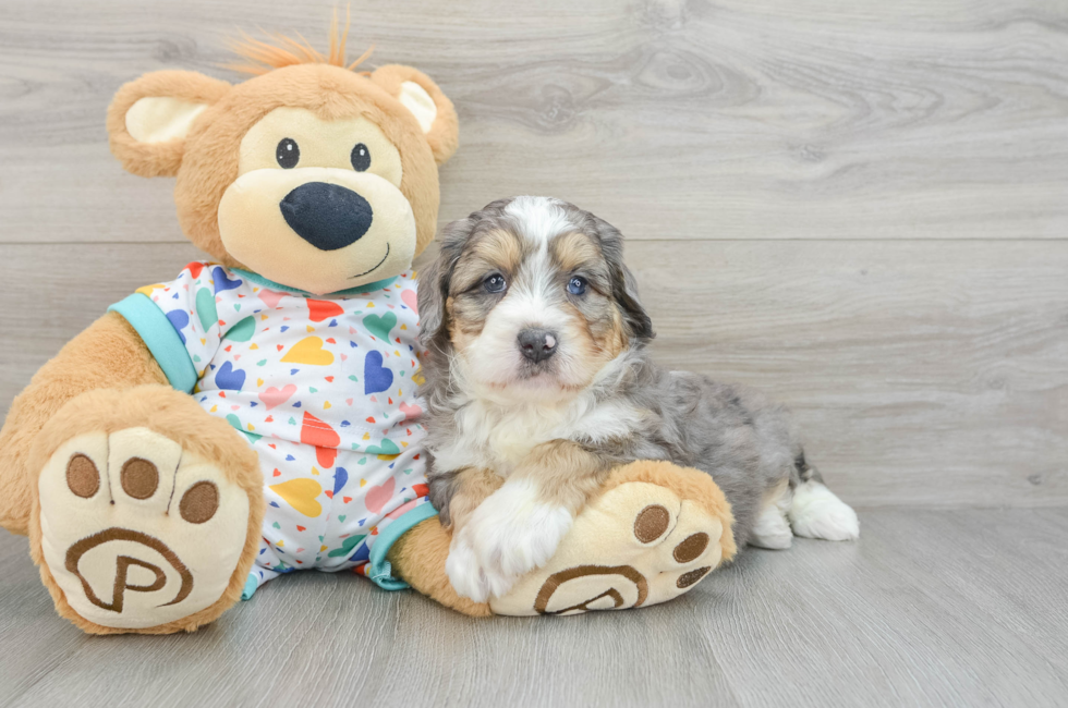 6 week old Mini Bernedoodle Puppy For Sale - Florida Fur Babies