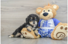 Funny Mini Bernedoodle Poodle Mix Pup