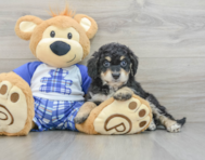 7 week old Mini Bernedoodle Puppy For Sale - Florida Fur Babies