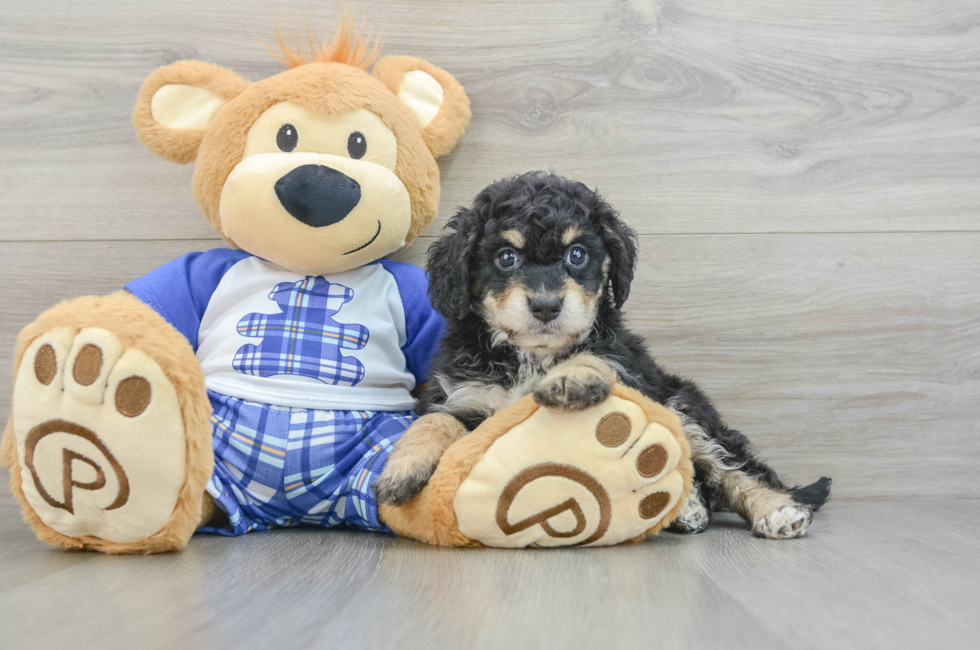 6 week old Mini Bernedoodle Puppy For Sale - Florida Fur Babies