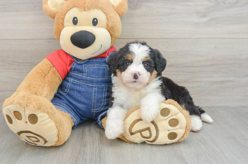 5 week old Mini Bernedoodle Puppy For Sale - Florida Fur Babies
