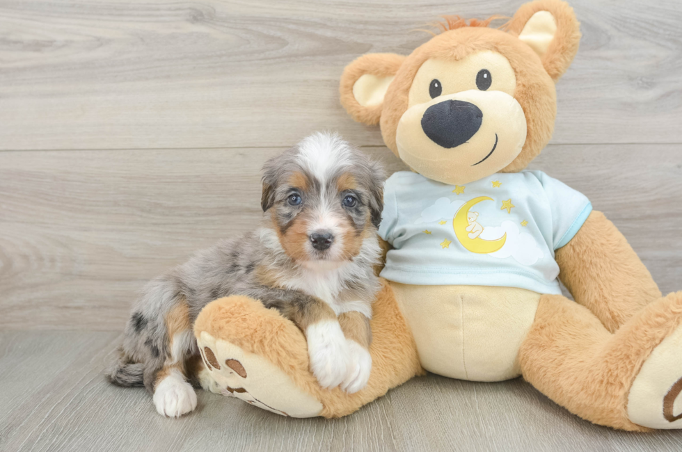 5 week old Mini Bernedoodle Puppy For Sale - Florida Fur Babies