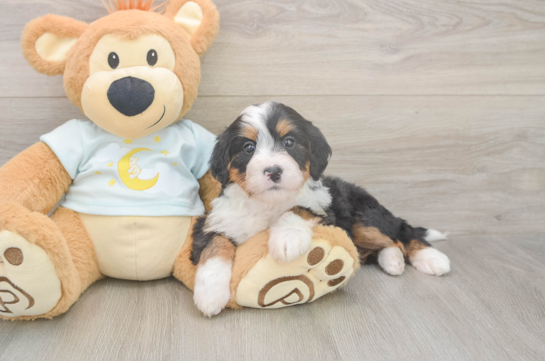 Fluffy Mini Bernedoodle Poodle Mix Pup