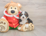 5 week old Mini Bernedoodle Puppy For Sale - Florida Fur Babies