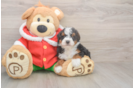 Hypoallergenic Mini Bernesepoo Poodle Mix Puppy