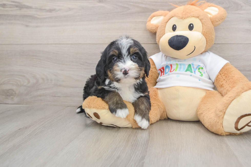 Friendly Mini Bernedoodle Baby