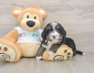 7 week old Mini Bernedoodle Puppy For Sale - Florida Fur Babies