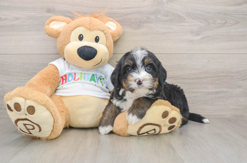 5 week old Mini Bernedoodle Puppy For Sale - Florida Fur Babies