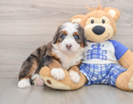 6 week old Mini Bernedoodle Puppy For Sale - Florida Fur Babies