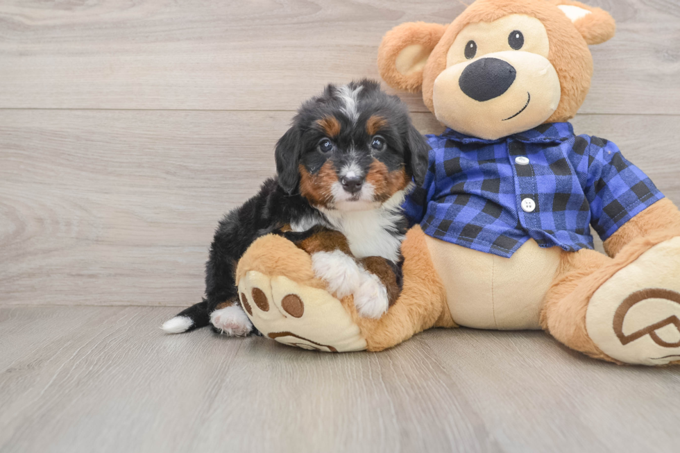 Mini Bernedoodle Puppy for Adoption