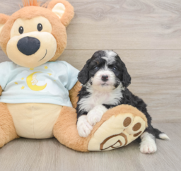 7 week old Mini Bernedoodle Puppy For Sale - Florida Fur Babies
