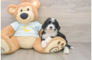 Mini Bernedoodle Puppy for Adoption