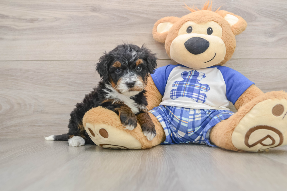 Sweet Mini Bernedoodle Baby