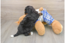 Friendly Mini Bernedoodle Baby