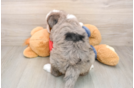 Mini Bernedoodle Pup Being Cute