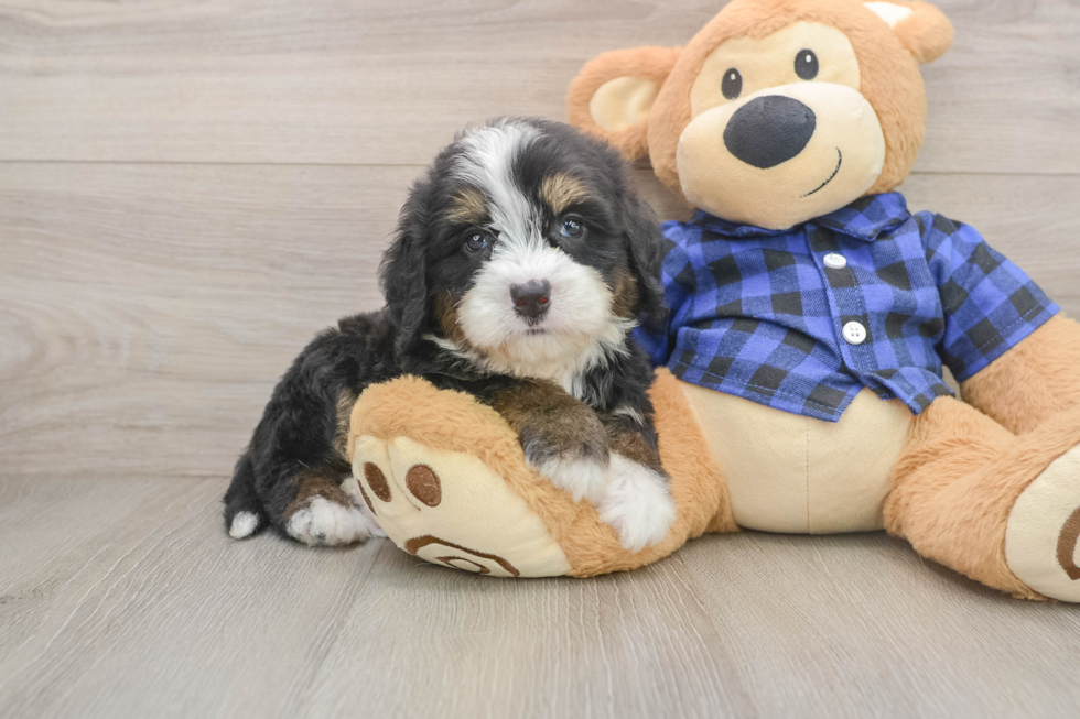 Little Mini Bernese Poodle Poodle Mix Puppy