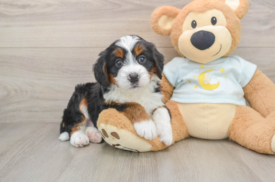 Best Mini Bernedoodle Baby