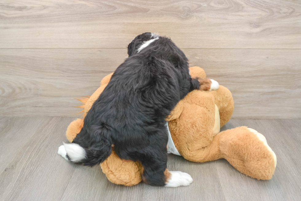 Mini Bernedoodle Pup Being Cute