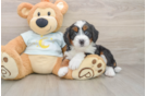 Best Mini Bernedoodle Baby