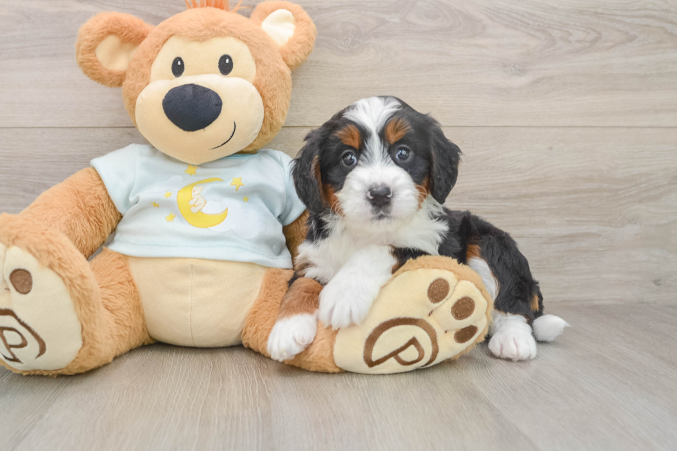 Best Mini Bernedoodle Baby