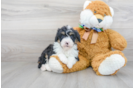 Meet Dakota - our Mini Bernedoodle Puppy Photo 2/3 - Florida Fur Babies
