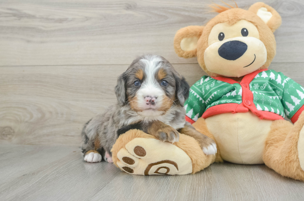 4 week old Mini Bernedoodle Puppy For Sale - Florida Fur Babies