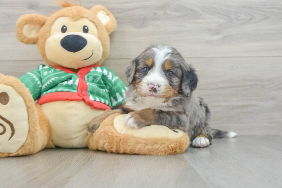 Mini Bernedoodle Puppy for Adoption