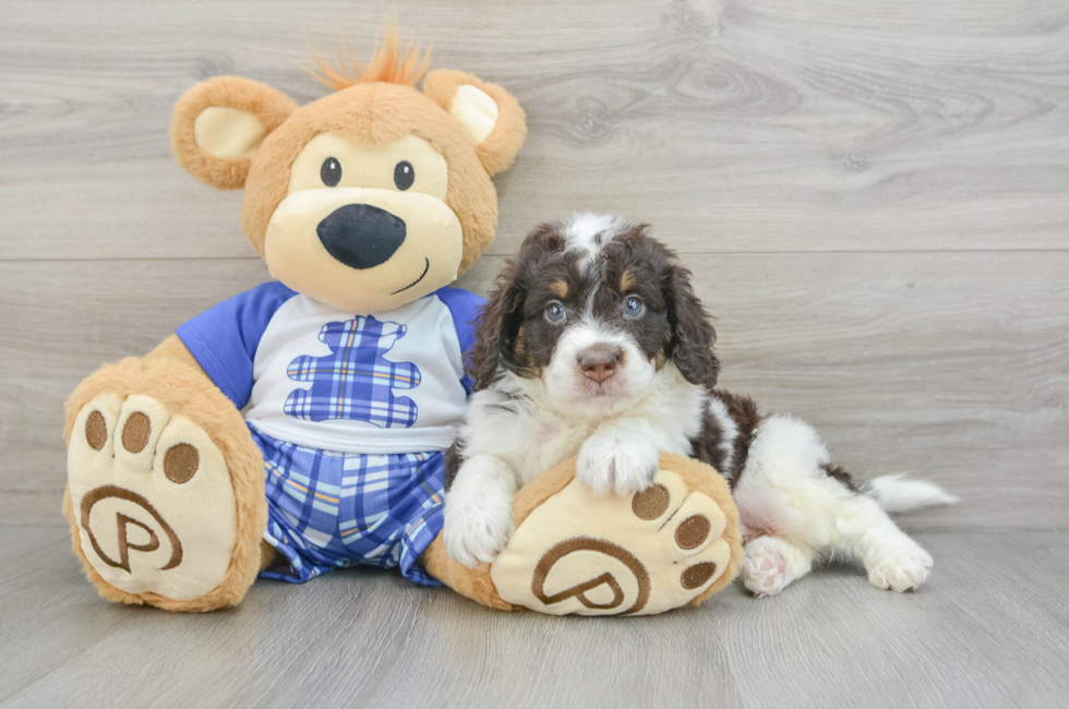 6 week old Mini Bernedoodle Puppy For Sale - Florida Fur Babies