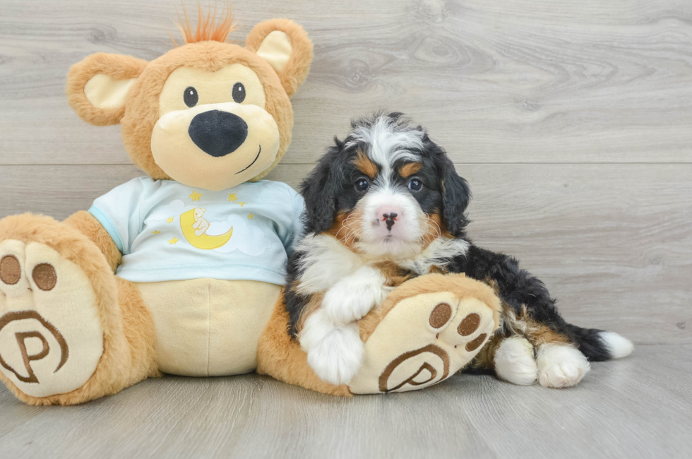 5 week old Mini Bernedoodle Puppy For Sale - Florida Fur Babies