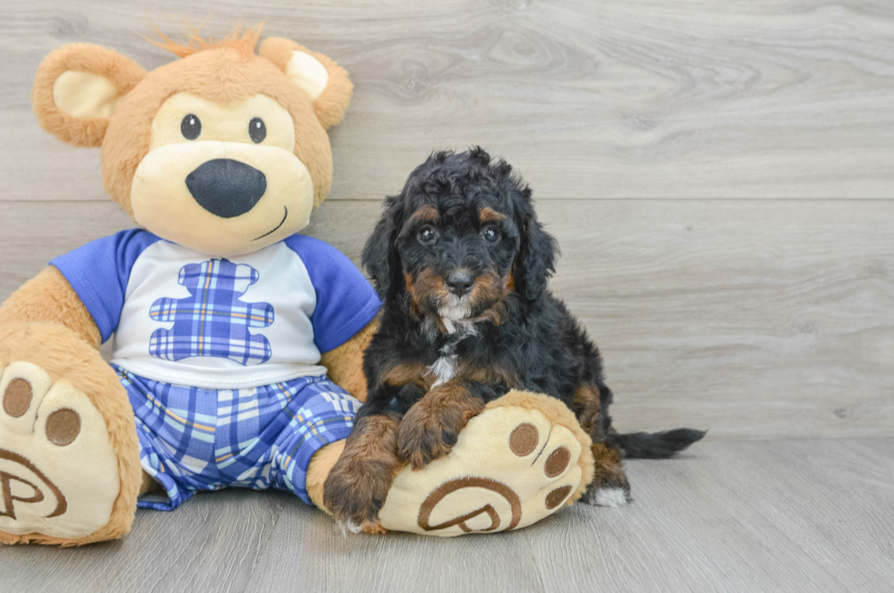 6 week old Mini Bernedoodle Puppy For Sale - Florida Fur Babies