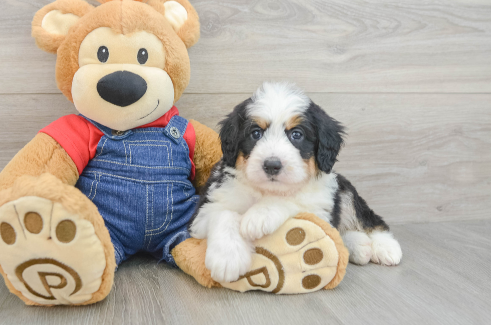 5 week old Mini Bernedoodle Puppy For Sale - Florida Fur Babies