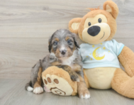 5 week old Mini Bernedoodle Puppy For Sale - Florida Fur Babies