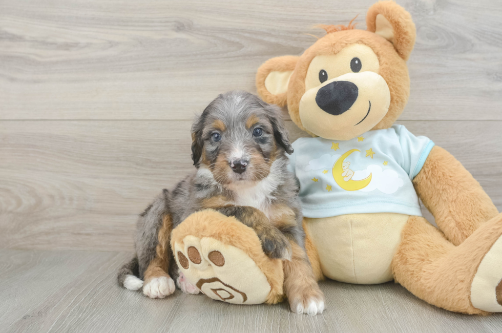 5 week old Mini Bernedoodle Puppy For Sale - Florida Fur Babies