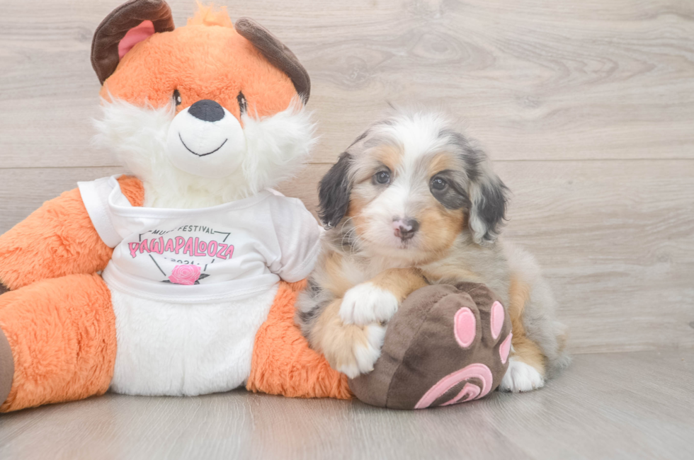 5 week old Mini Bernedoodle Puppy For Sale - Florida Fur Babies