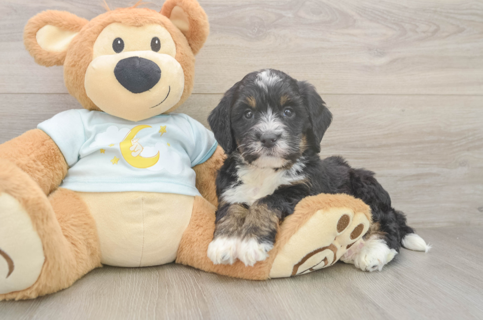 5 week old Mini Bernedoodle Puppy For Sale - Florida Fur Babies