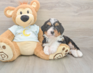5 week old Mini Bernedoodle Puppy For Sale - Florida Fur Babies