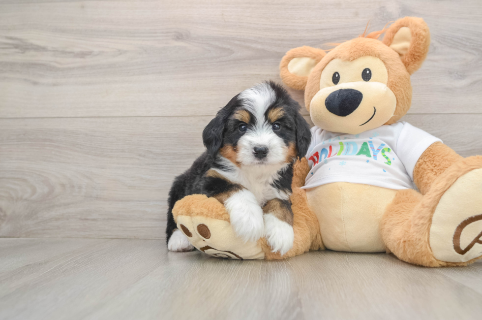 5 week old Mini Bernedoodle Puppy For Sale - Florida Fur Babies
