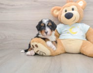 5 week old Mini Bernedoodle Puppy For Sale - Florida Fur Babies