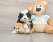 7 week old Mini Bernedoodle Puppy For Sale - Florida Fur Babies