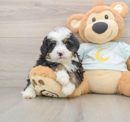 7 week old Mini Bernedoodle Puppy For Sale - Florida Fur Babies