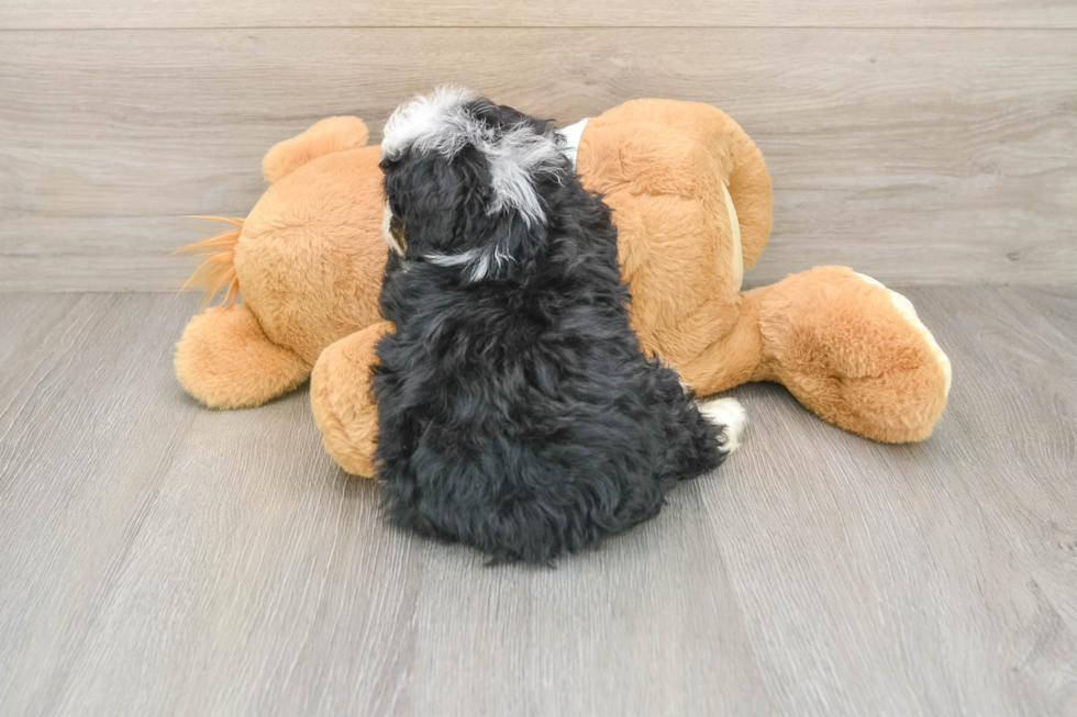 Mini Bernedoodle Puppy for Adoption