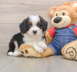 5 week old Mini Bernedoodle Puppy For Sale - Florida Fur Babies